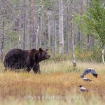 Braunbär (Ursus arctos)