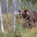 Braunbär (Ursus arctos)