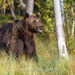 Braunbär (Ursus arctos)