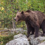 Braunbär (Ursus arctos)