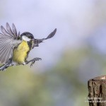 Kohlmeise (parus major)