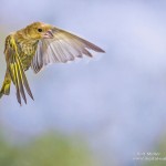 Grünfink (Carduelis chloris)