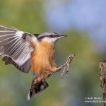 Kleiber (Sitta europaea)