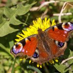 Tagpfauenauge (Inachis Io)