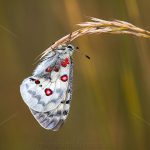 Roter Apollo (Parnassius apollo)