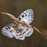 Roter Apollo (Parnassius apollo)