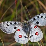 Roter Apollo (Parnassius apollo)