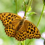 Kaisermantel (Argynnis paphia) Weibchen