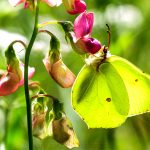 Zitronenfalter (Gonepteryx rhamni)