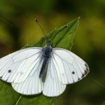 Rapsweißling, Grünaderweißling (Pieris napi)