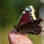 Trauermantel (Nymphalis antiopa)
