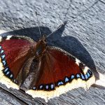 Trauermantel (Nymphalis antiopa)