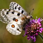 Roter Apollo (Parnassius apollo)