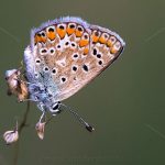 Hauhechelbläuling (Polyommatus icarus)