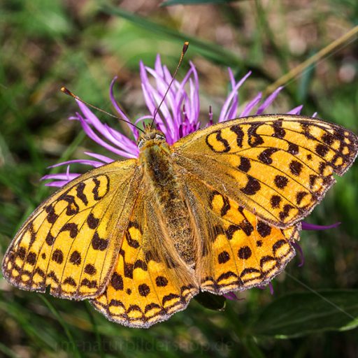 cropped-1408341.jpg
