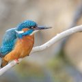 Eisvogel (Alcedo atthis) Männchen