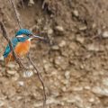 Eisvogel (Alcedo atthis) Weibchen