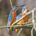 Eisvogel (Alcedo atthis) Männchen