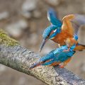 Eisvögel (Alcedo atthis) bei der Paarung