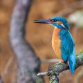 Eisvogel (Alcedo atthis) Männchen