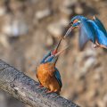 Eisvogel (Alcedo atthis) Männchen und Weibchen