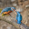 Eisvogel (Alcedo atthis) Balzfütterung
