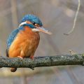 Eisvogel (Alcedo atthis) Weibchen