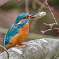 Eisvogel (Alcedo atthis) Männchen