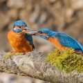 Eisvogel (Alcedo atthis) Balzfütterung