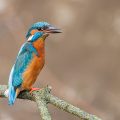 Eisvogel (Alcedo atthis) Männchen
