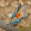 Eisvogel (Alcedo atthis) bei der Paarung