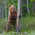 Braunbär (Ursus arctos)