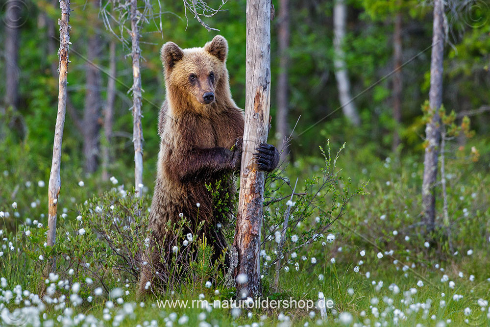 Braunbär (Ursus arctos)