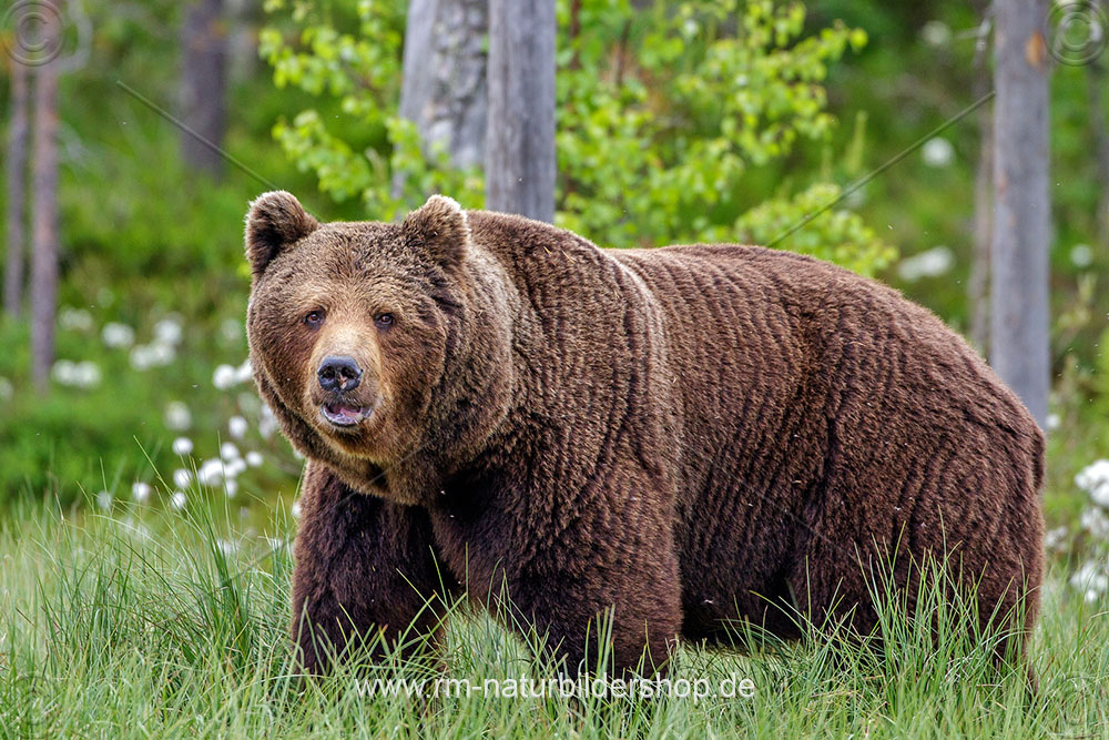 Braunbär (Ursus arctos)