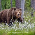 Braunbär (Ursus arctos)