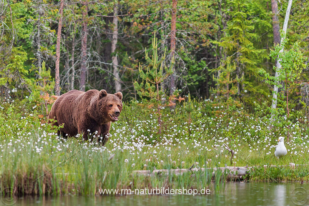 Braunbär (Ursus arctos)
