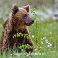 Braunbär (Ursus arctos)