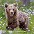 Braunbär (Ursus arctos)