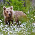 Braunbär (Ursus arctos)