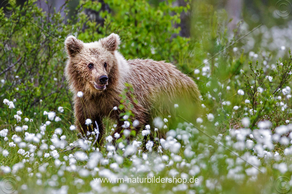 Braunbär (Ursus arctos)
