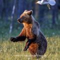Braunbär (Ursus arctos)