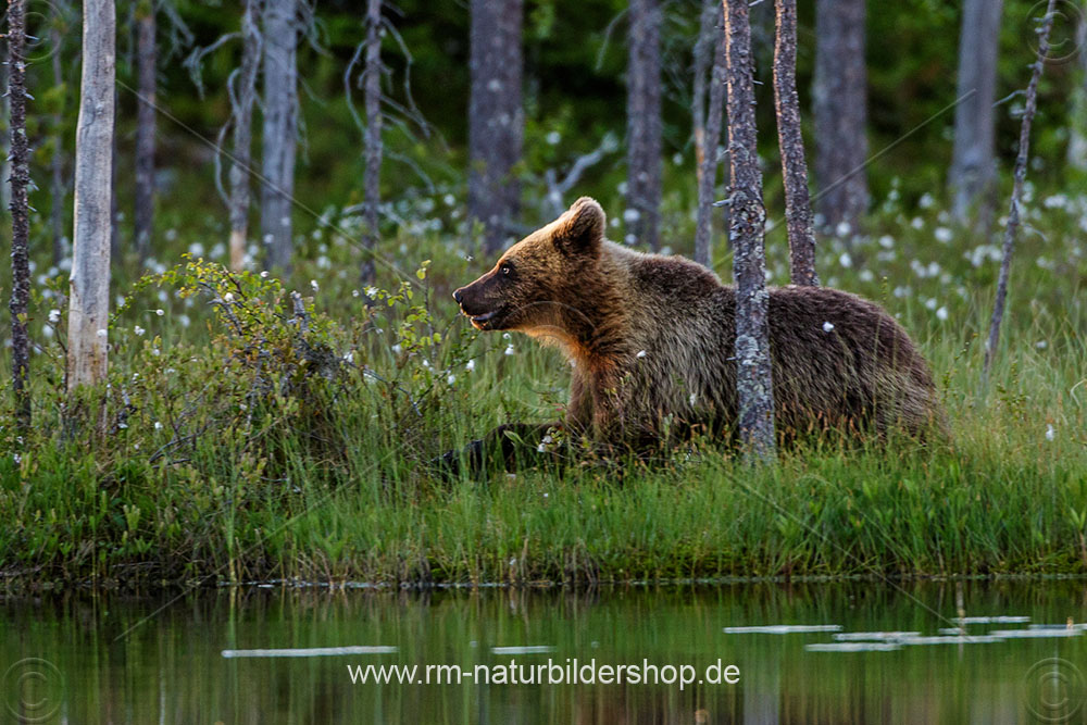 Braunbär (Ursus arctos)