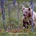 Braunbär (Ursus arctos)