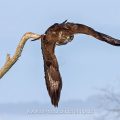 Mäusebussard (Buteo buteo)