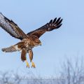 Mäusebussard (Buteo buteo)