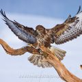 Mäusebussard (Buteo buteo)