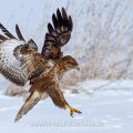 Mäusebussard (Buteo buteo)