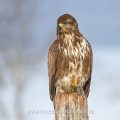 Mäusebussard (Buteo buteo)