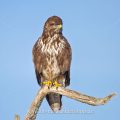 Mäusebussard (Buteo buteo)