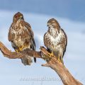 Mäusebussard (Buteo buteo)